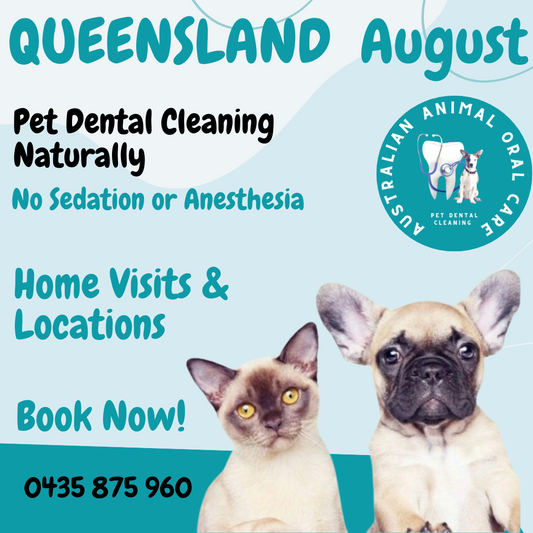 Queensland Pet Dental Time